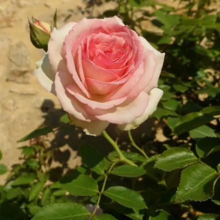 Jour Aprés Jour Au Mas D'alzas